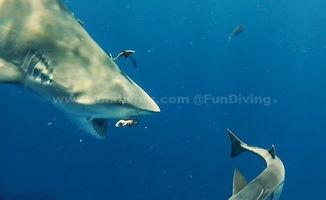 巨型锤头鲨,揭秘巨型锤头鲨的神秘世界