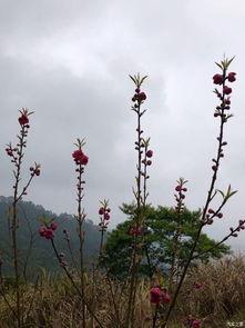 辞欢别旧年,喜迎新春佳节